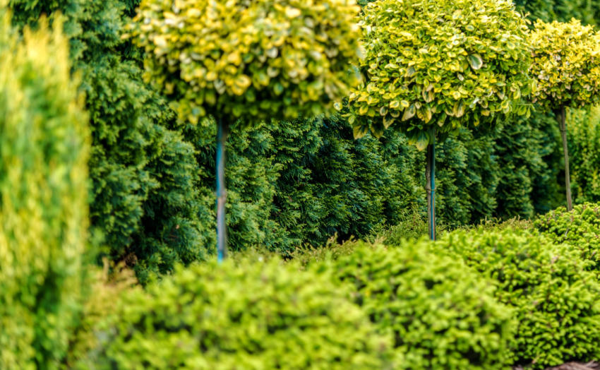 Header image - shrubs, bushes and hedge