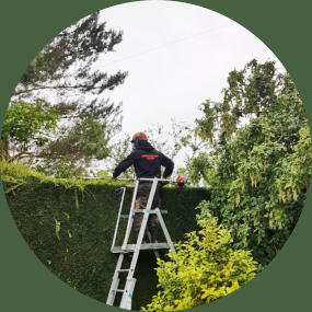 Tree surgeon trimming hedge